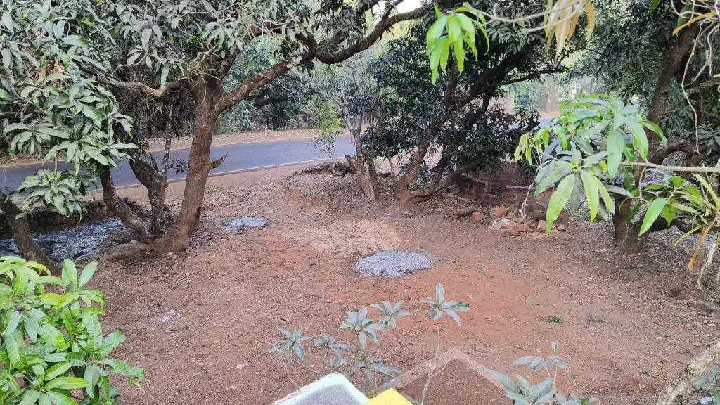 Mango Garden